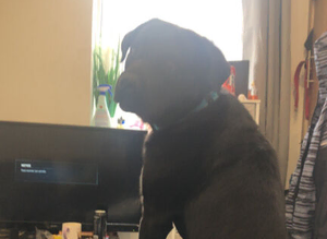 Max