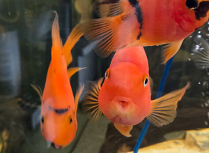 Red Tiger parrots
