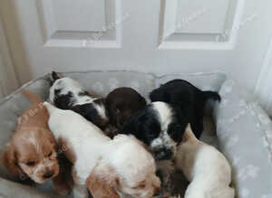 Kc registered show type spaniels