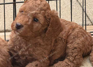 Exceptional F1BB Miniature Labradoodle Puppies &ndash; Home Raised