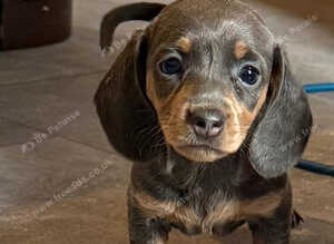 Miniature Daschunds