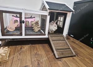 Bunny Rabbit