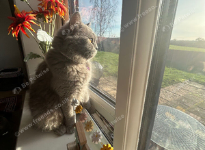 Female British Shorthair