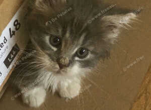 Maine Coon female kitten