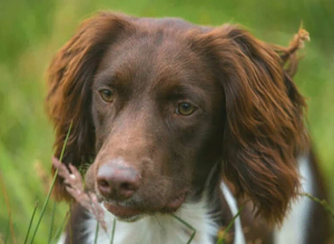 For stud, Liver and White KC reg ESS