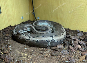 Pinstripe royal python