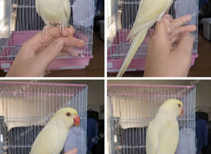 Olive and lemon Indian Ringnecks babies cages