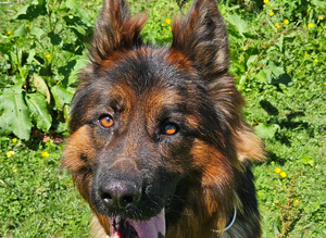 German shepherd for stud