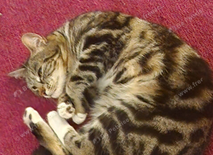 Female bengal for stud
