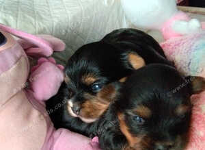 2 Sweter Yorkshire Terrier puppy