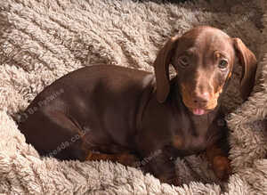 Chocolate male dachshund