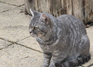 BSH  cat