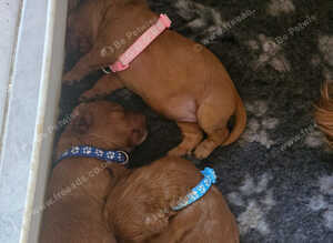 Exceĺent cockerpoo puppies 3 males