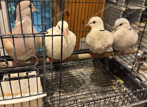 Java doves for sale