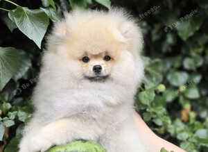 Pomeranian puppies for sale KCreg