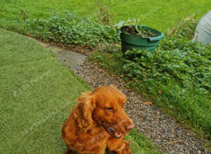 KC Registered Cocker Spaniel Stud