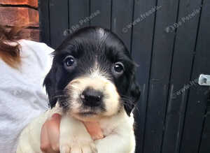 Kc reg pups