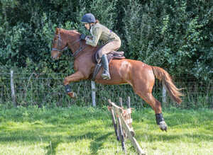 Chiddock Timeline 13.2h Gelding Allrounder