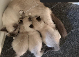 Adorable ragdoll kittens looking for a new home