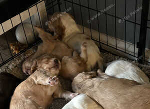 Working cocker puppies