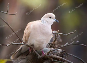 barbary/java doves wanted