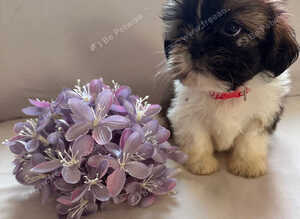 Shih Tzu puppies