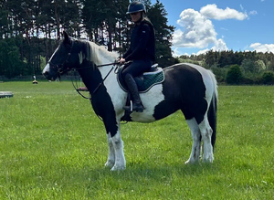 14.3hh safe cob