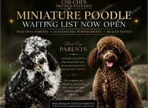 WAITING LIST Miniature Poodle puppies
