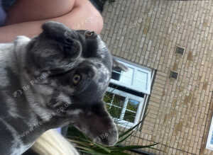 French bulldog 4years old