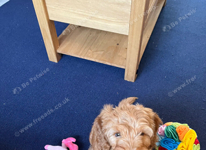 Male cockapoo