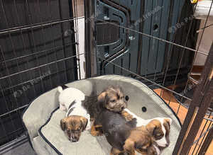 Jack Russell Puppies