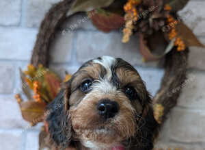 Show type cockapoo puppies DNA clear