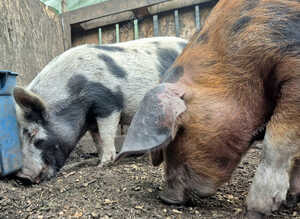 Pair of pet pigs