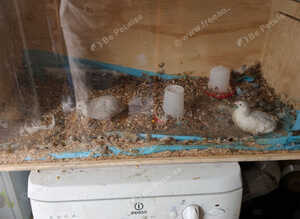 Quails for sale
