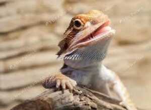 South Wales Reptile & Exotic Rescue