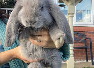 Giant French lops
