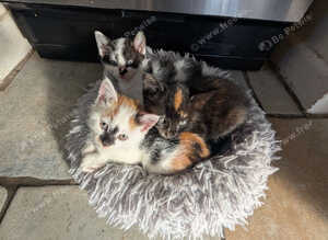 10 Weeks Old Kittens