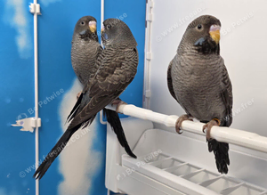 Stunning Budgies, various colors & Mutations
