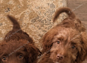 Toy cockapoo puppies