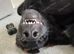 6-Months old-German Shepherd