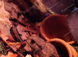 Miyako Toad Looking for a New Home ( Bufo gargarizans miyakonis) Japanese toad