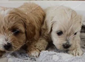 Maltipoo puppy 2 grils available