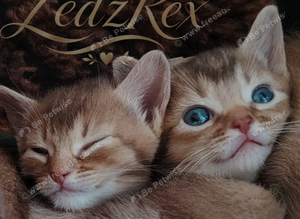Beautiful Devon Rex x Abyssinian Kittens