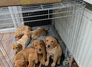 Red and golden lab puppies