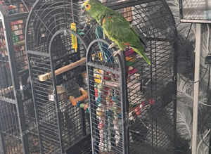 Brid