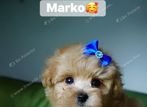 Exceptional F1 Maltipoo puppies