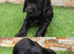 Working cocker puppies