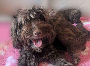 Rare chocolate cavapoos