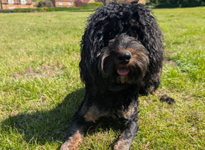 Black and tan male cockerpoo