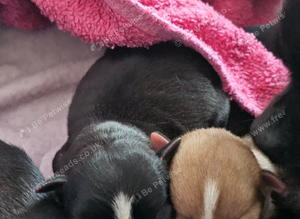 Chihuahua puppies